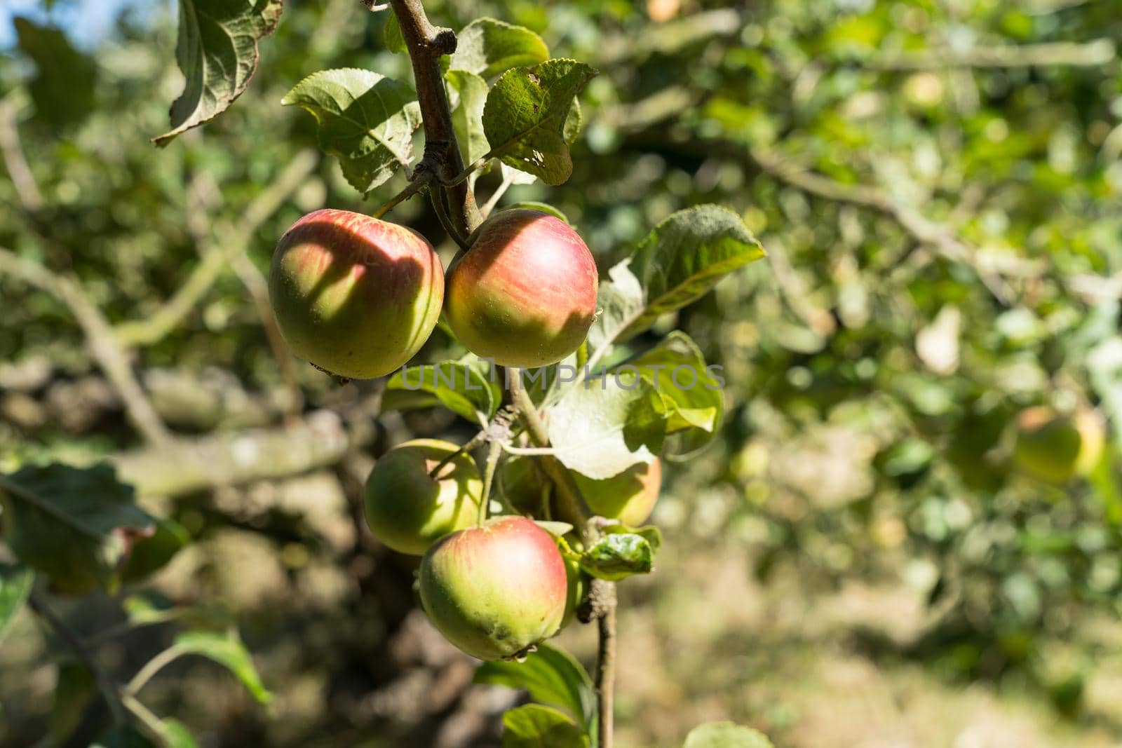 Ripe Apples hanging on branches in the tree in Orchard ready for harvesting, afternoon shot by LeoniekvanderVliet