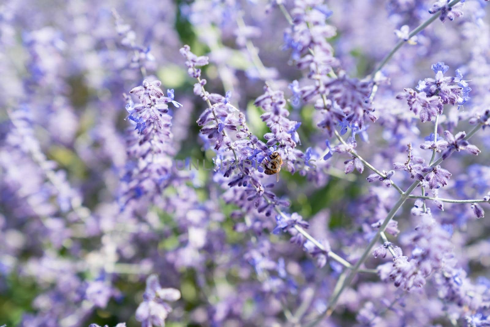 Worker bee collecting honey and pollen on the lilac or violet flowers of a lavender plant in the summer in the sunlight by LeoniekvanderVliet