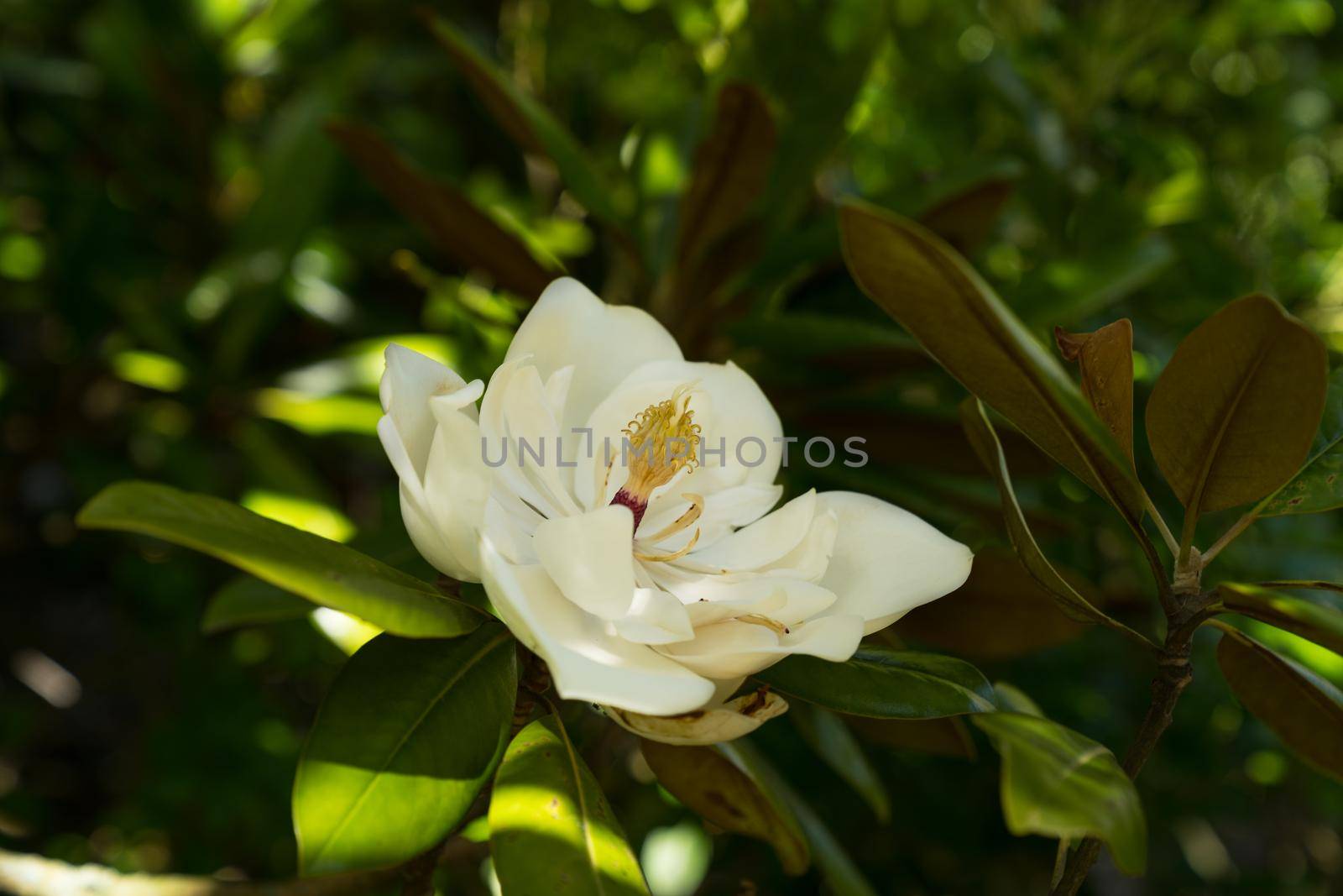 A single flower of the magnolia grandiflora a large white flower with strong fragnance on an evergreen plant  by LeoniekvanderVliet