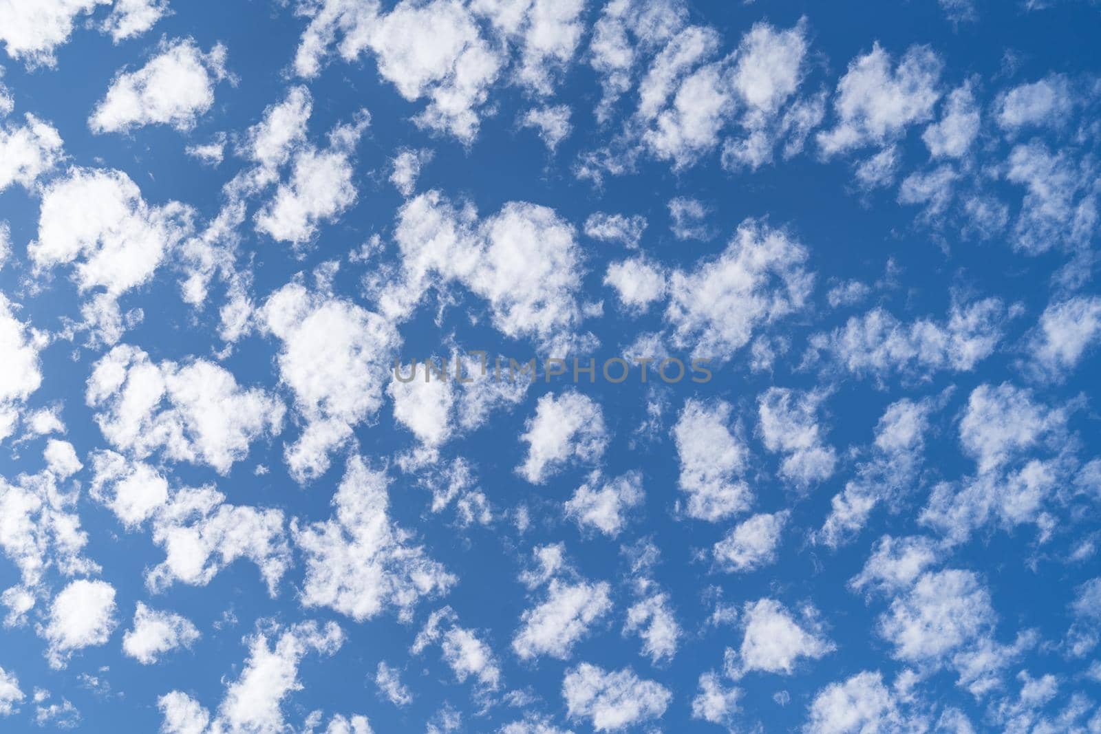 Blue sky with clouds Altocumulus that look like a flock of sheep by LeoniekvanderVliet