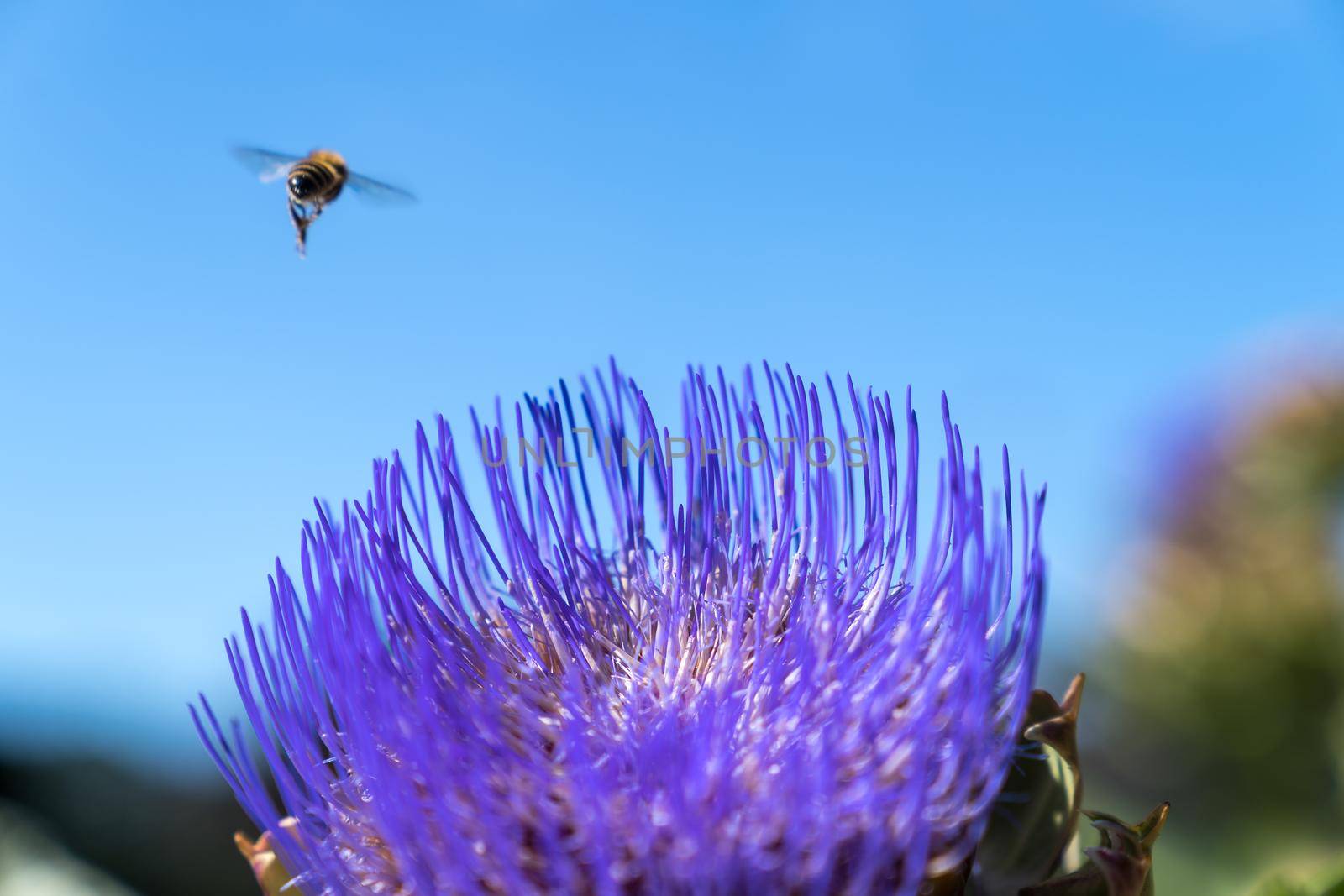 Bee flying and fouraging on the purple flower of an artichoke, an edible plant of the thistle family with a clear blue background of summer sky by LeoniekvanderVliet