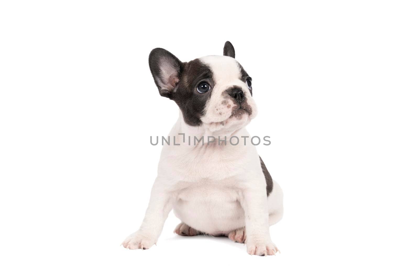 a Studio shot of an adorable French bulldog puppy sitting on isolated white background looking at the camera with copy space