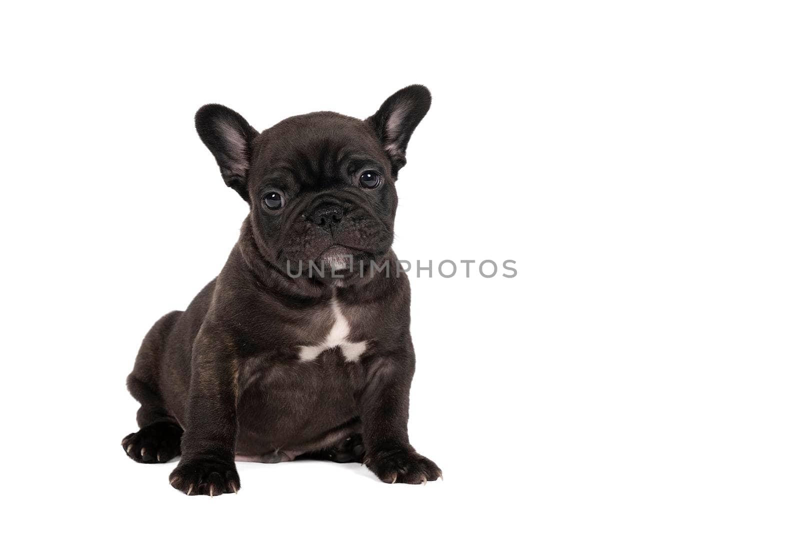 Studio shot of an adorable French bulldog puppy sitting on isolated white background looking at the camera with copy space by LeoniekvanderVliet