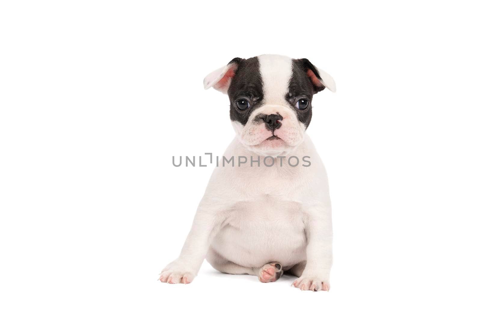 a Studio shot of an adorable French bulldog puppy sitting on isolated white background looking at the camera with copy space