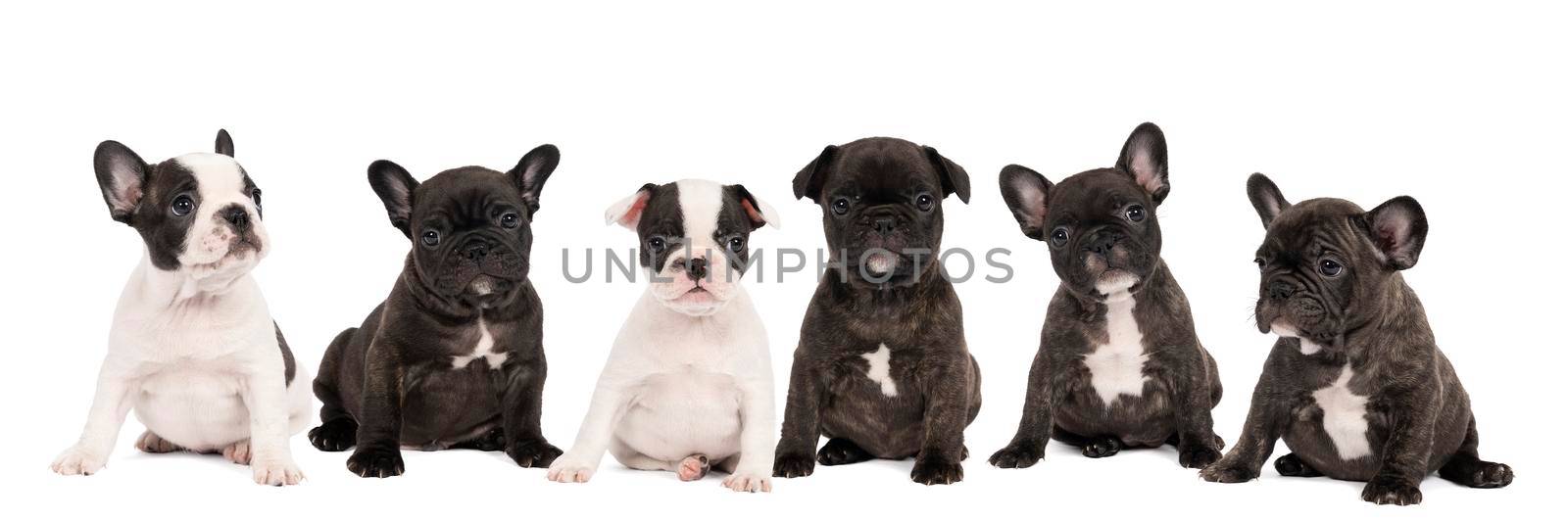 Studio shot of a litter adorable French bulldog puppies sitting on isolated white background looking at the camera with copy space by LeoniekvanderVliet