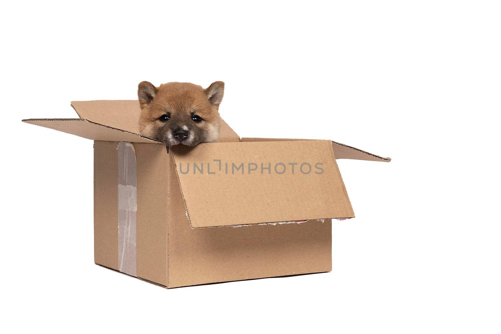 a Shiba Inu puppy sitting in a cardboard box isolated in a white background