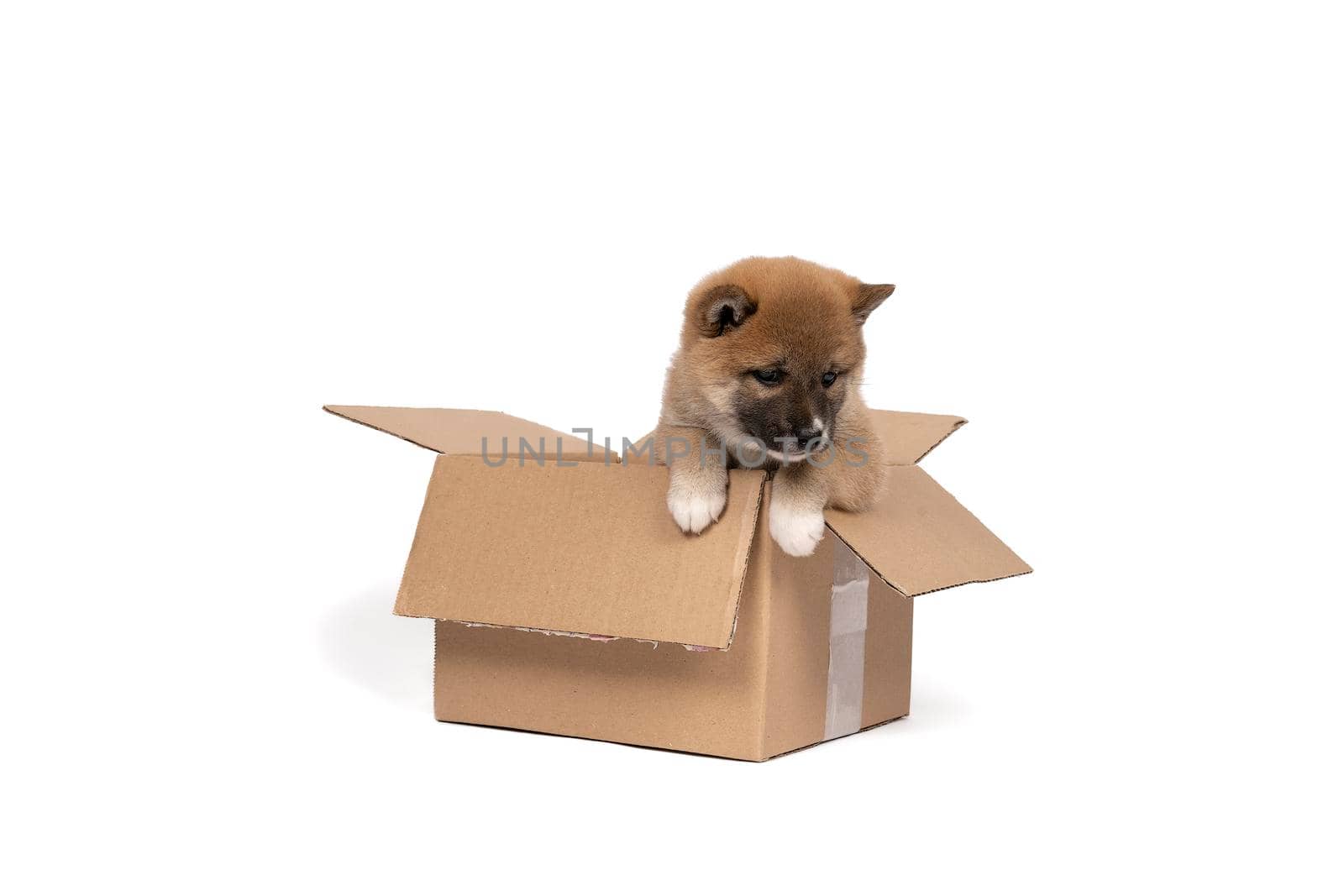 a Shiba Inu puppy sitting in a cardboard box isolated in a white background