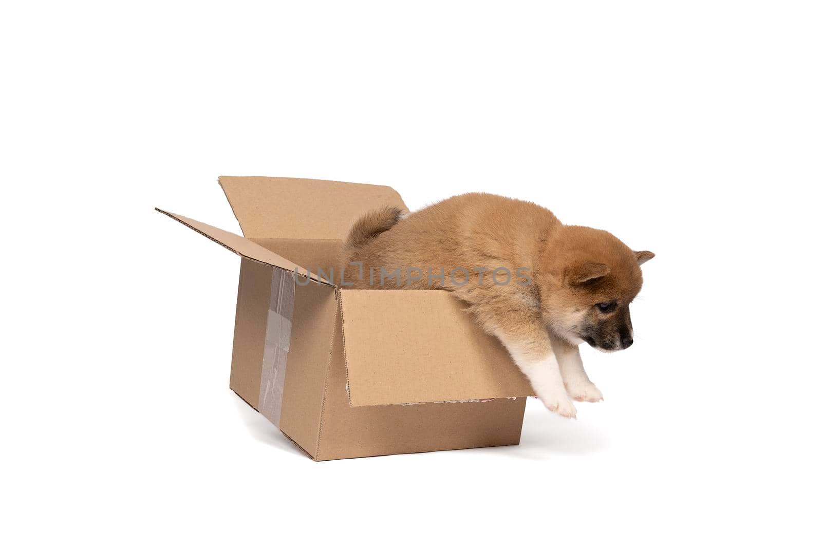 a Shiba Inu puppy sitting in a cardboard box isolated in a white background