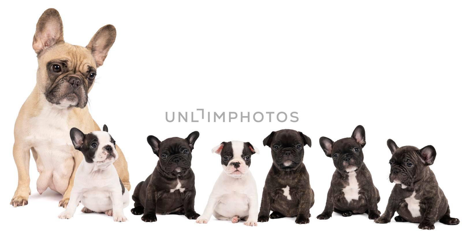 a Studio shot of a litter adorable French bulldog puppies and their mother sitting on isolated white background looking at the camera with copy space