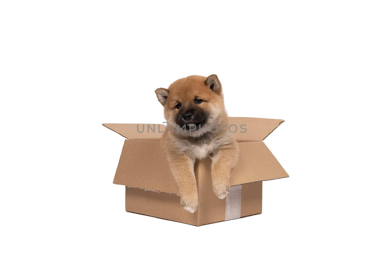 a Shiba Inu puppy sitting in a cardboard box isolated in a white background