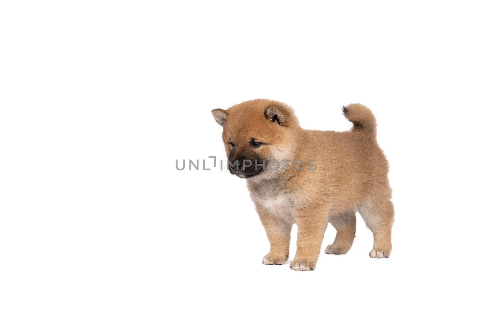 a Shiba Inu puppy standing isolated on a white background with space for tekst copy space