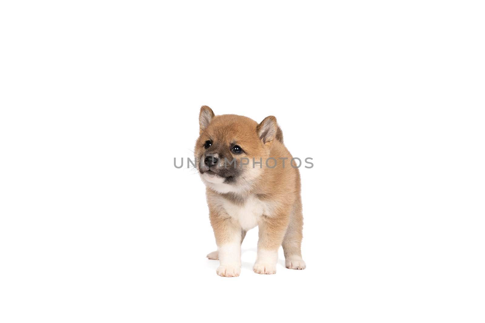 a Shiba Inu puppy standing isolated on a white background with space for tekst copy space