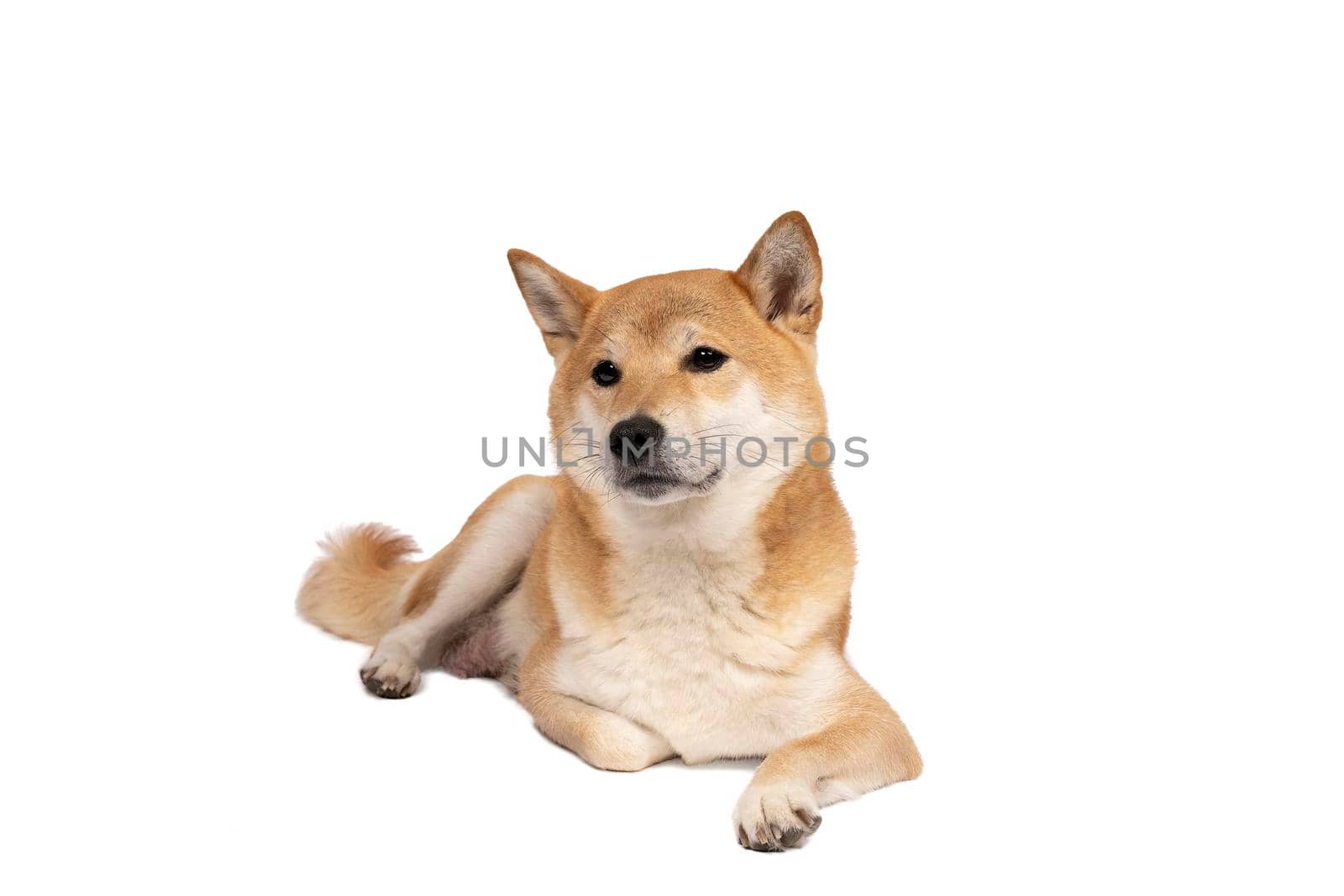 a Female Shiba Inu dog lying down isolated on a white background with copy space