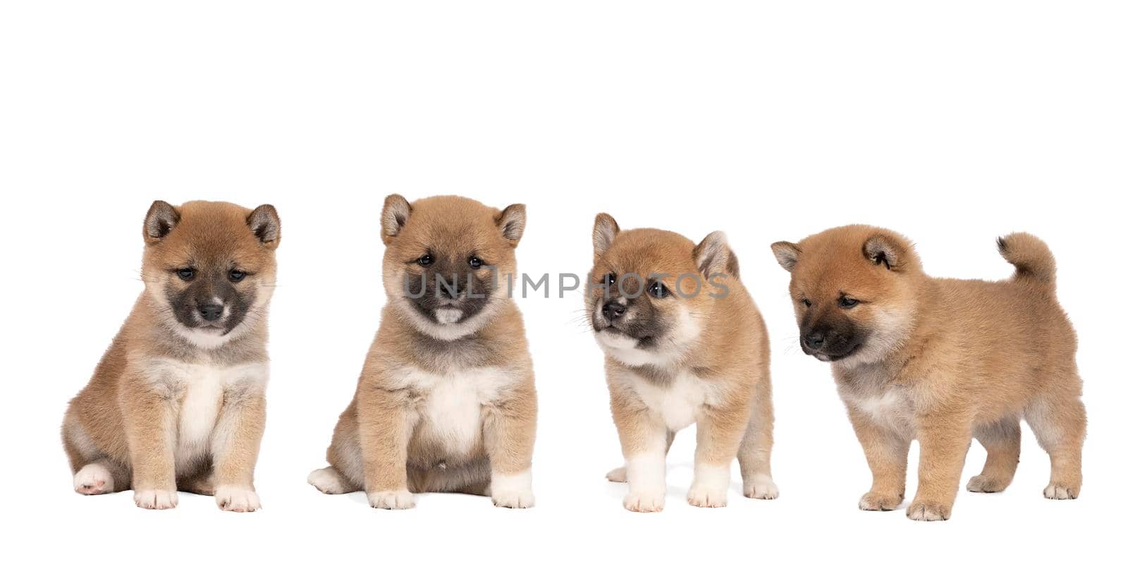 Four cute Shiba Inu puppies from one litter isolated on a white background by LeoniekvanderVliet