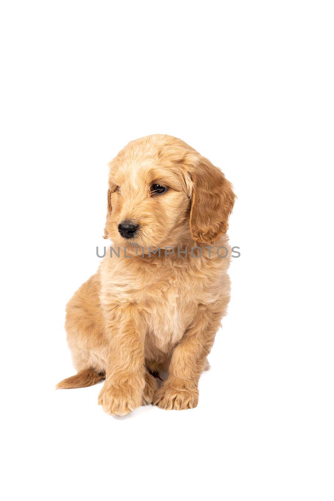 A cute labradoodle puppy sitting looking at the camera isolated on a white background with space for text