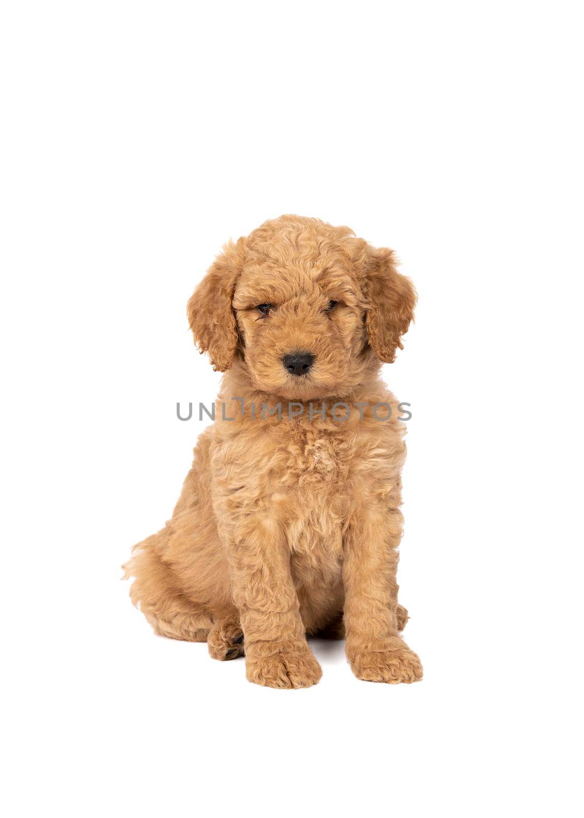 Cute labradoodle puppy sitting looking at the camera isolated on a white background with space for text by LeoniekvanderVliet