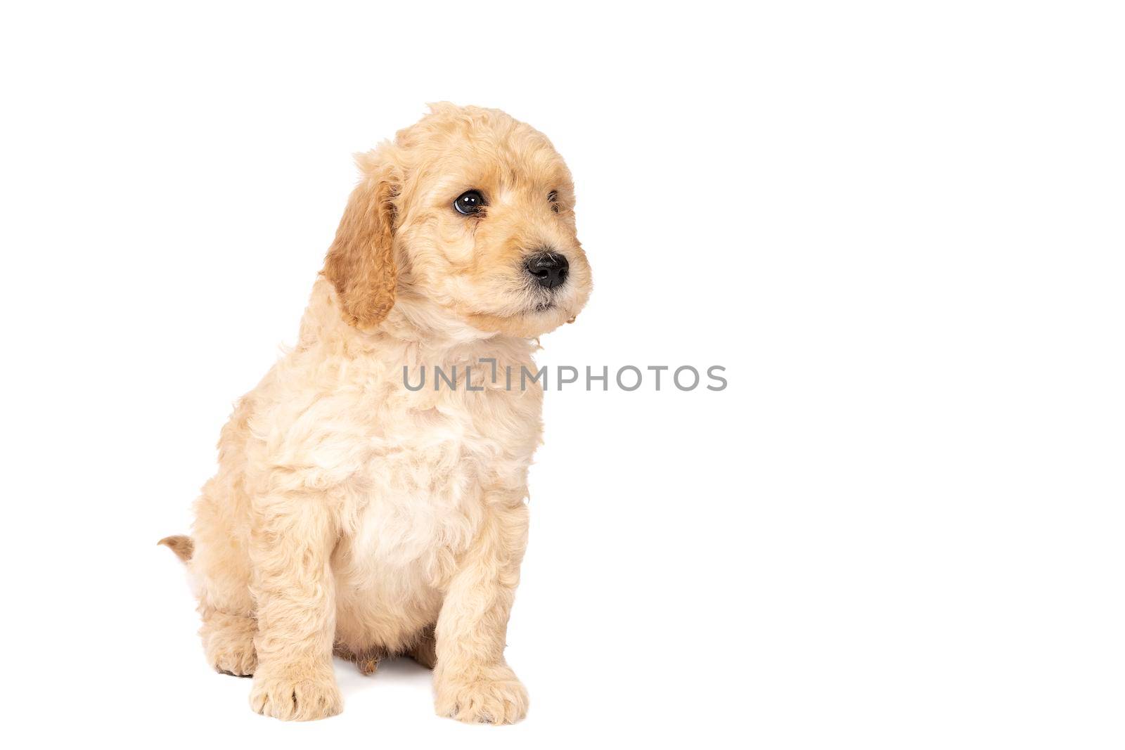 A cute labradoodle puppy sitting looking at the camera isolated on a white background with space for text