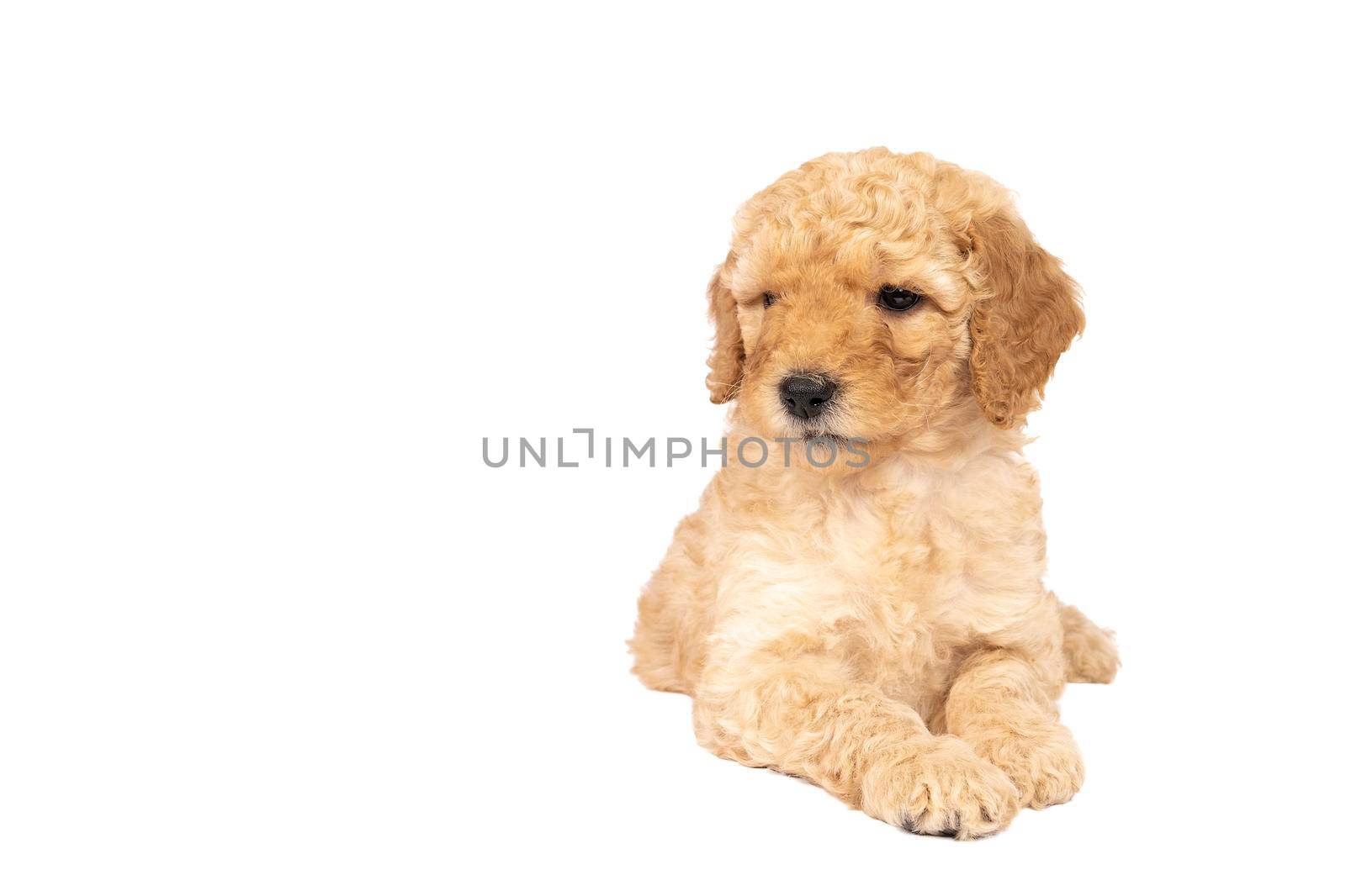 A cute labradoodle puppy lying looking away from the camera isolated on a white background with space for text