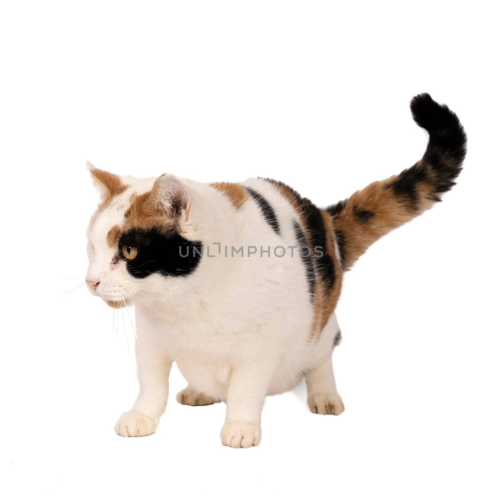 Portrait of a domestic cat white with black and ginger spots isolated on a white background by LeoniekvanderVliet