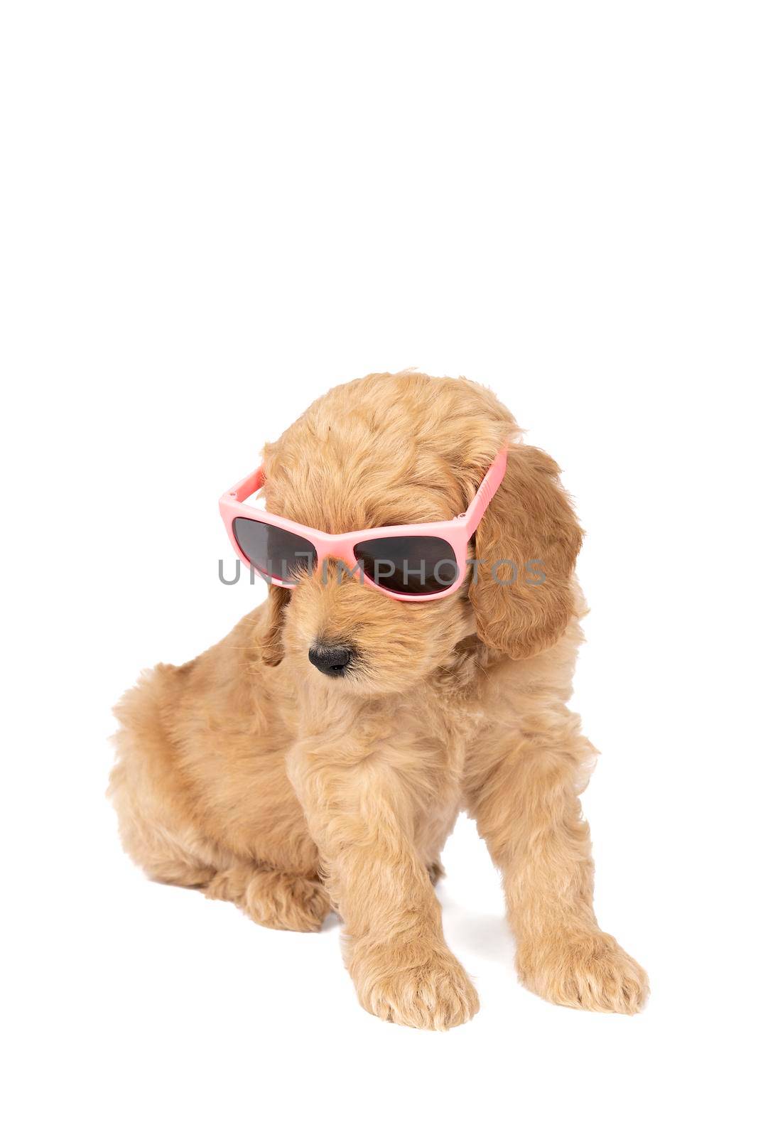Cute labradoodle puppy sitting looking at the camera wearing pink sunglasses isolated on a white background with space for text by LeoniekvanderVliet
