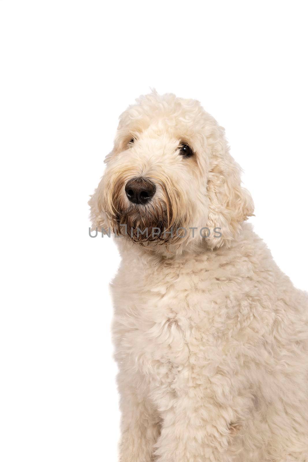 Adult labradoodle sitting looking at the camera isolated on a white background with space for text by LeoniekvanderVliet