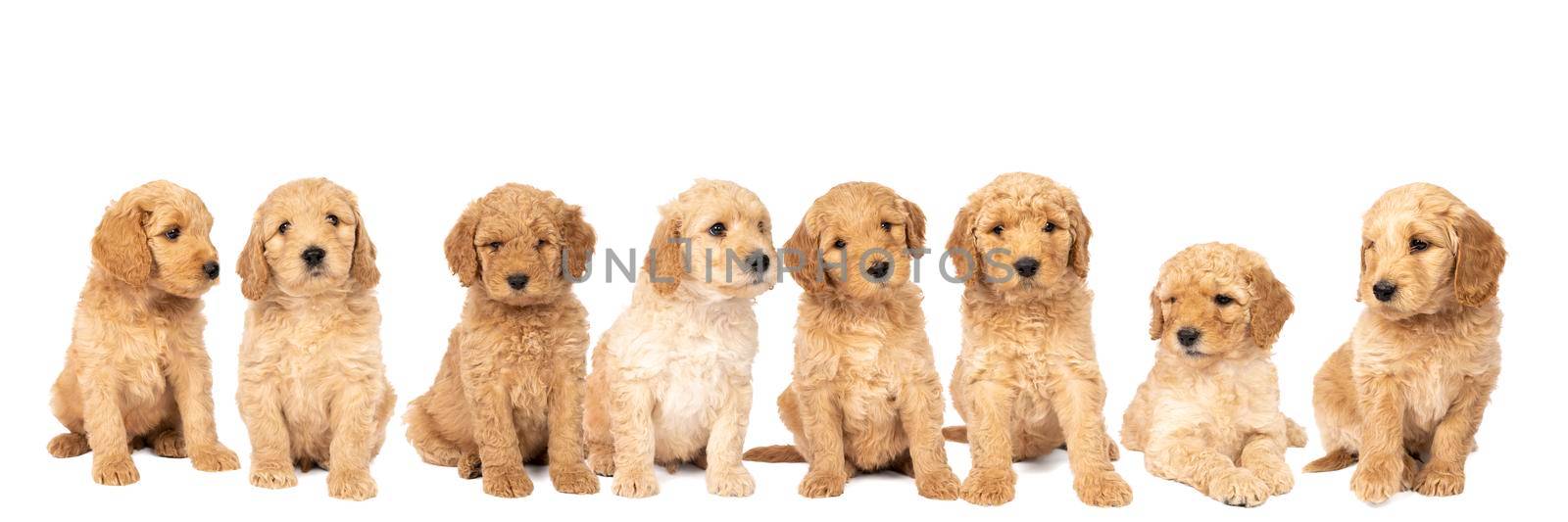 A litter of cute labradoodle puppies sitting looking at the camera isolated on a white background with space for text by LeoniekvanderVliet