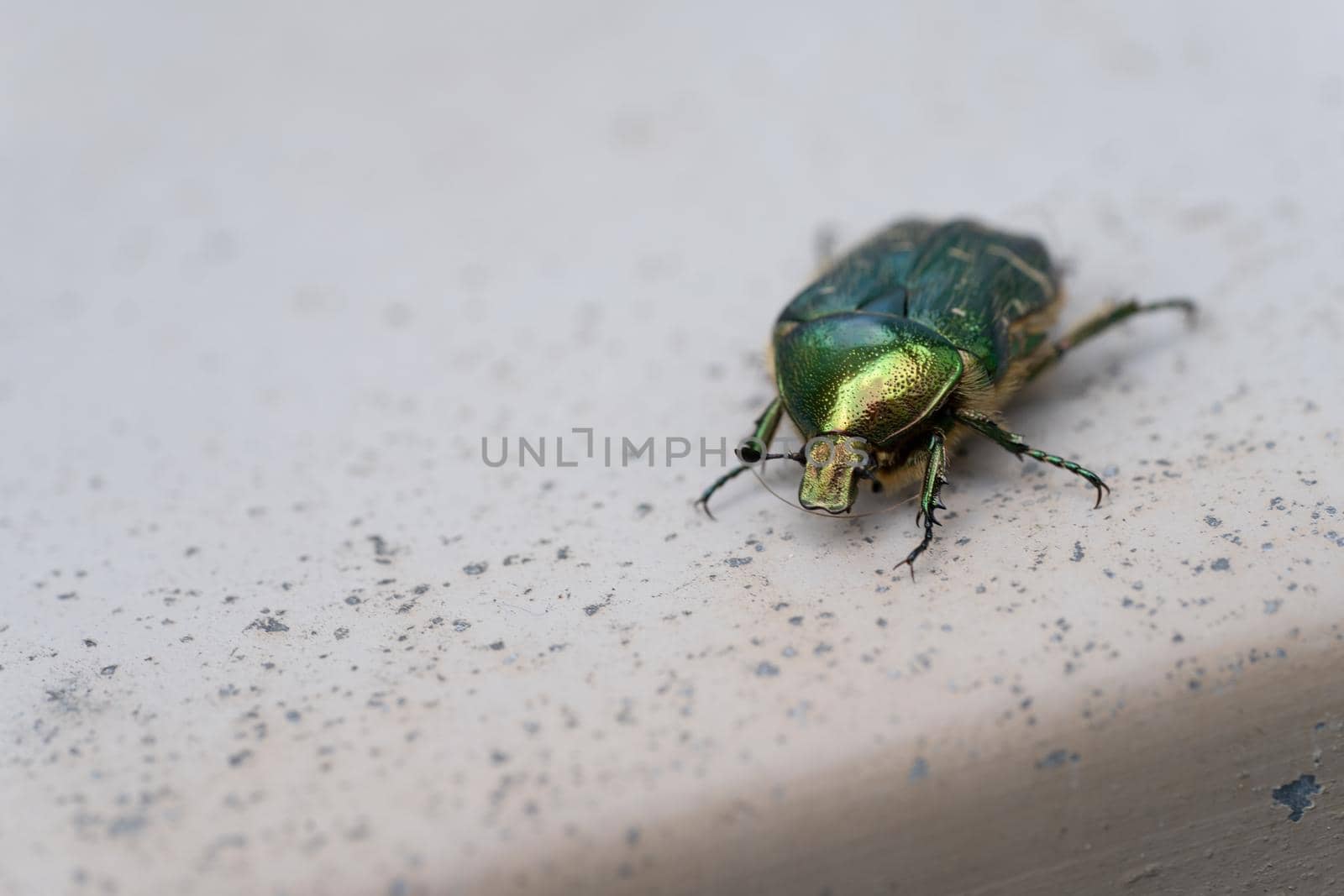 A close-up of a Green Rose Chafer ( Cetonia aurata ) a green metallic beetle on a stone underground by LeoniekvanderVliet