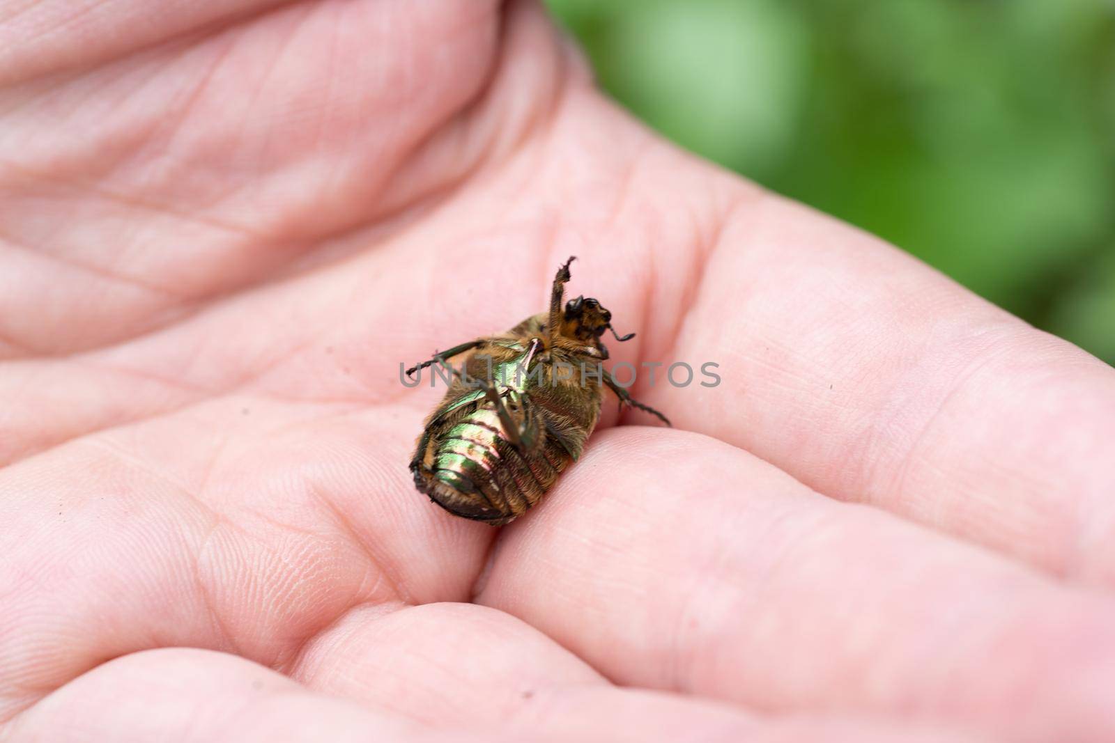 A close-up of a human hand holding a and inspecting Green Rose Chafer ( Cetonia aurata ) a green metallic beetle  by LeoniekvanderVliet