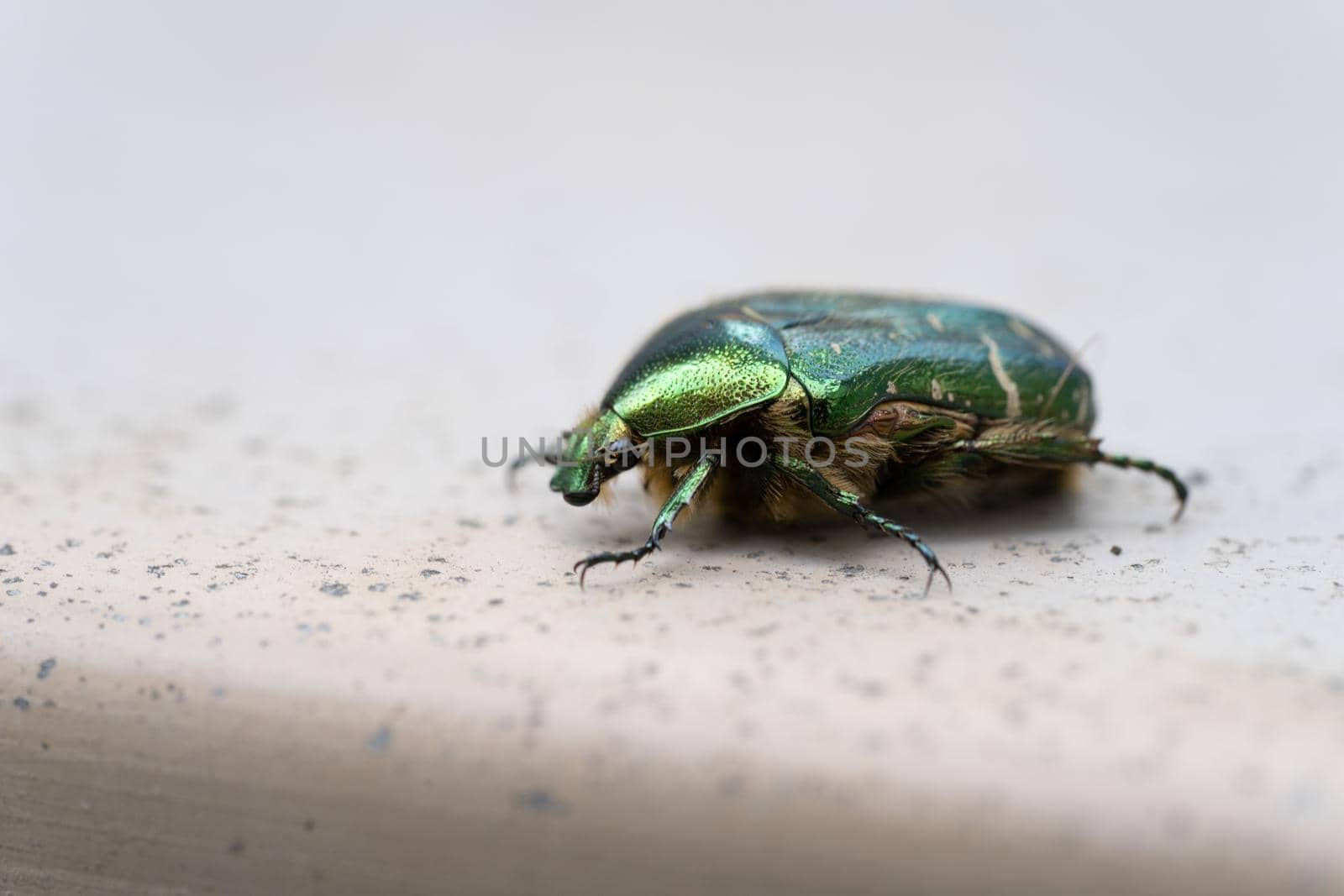 Close-up of a Green Rose Chafer ( Cetonia aurata ) a green metallic beetle on a stone underground