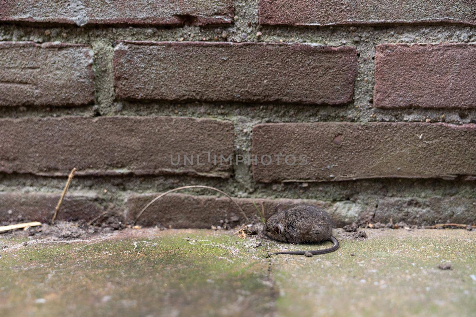 A small dead house mouse lying outside on the driveway near a wall with shallow depth of field by LeoniekvanderVliet