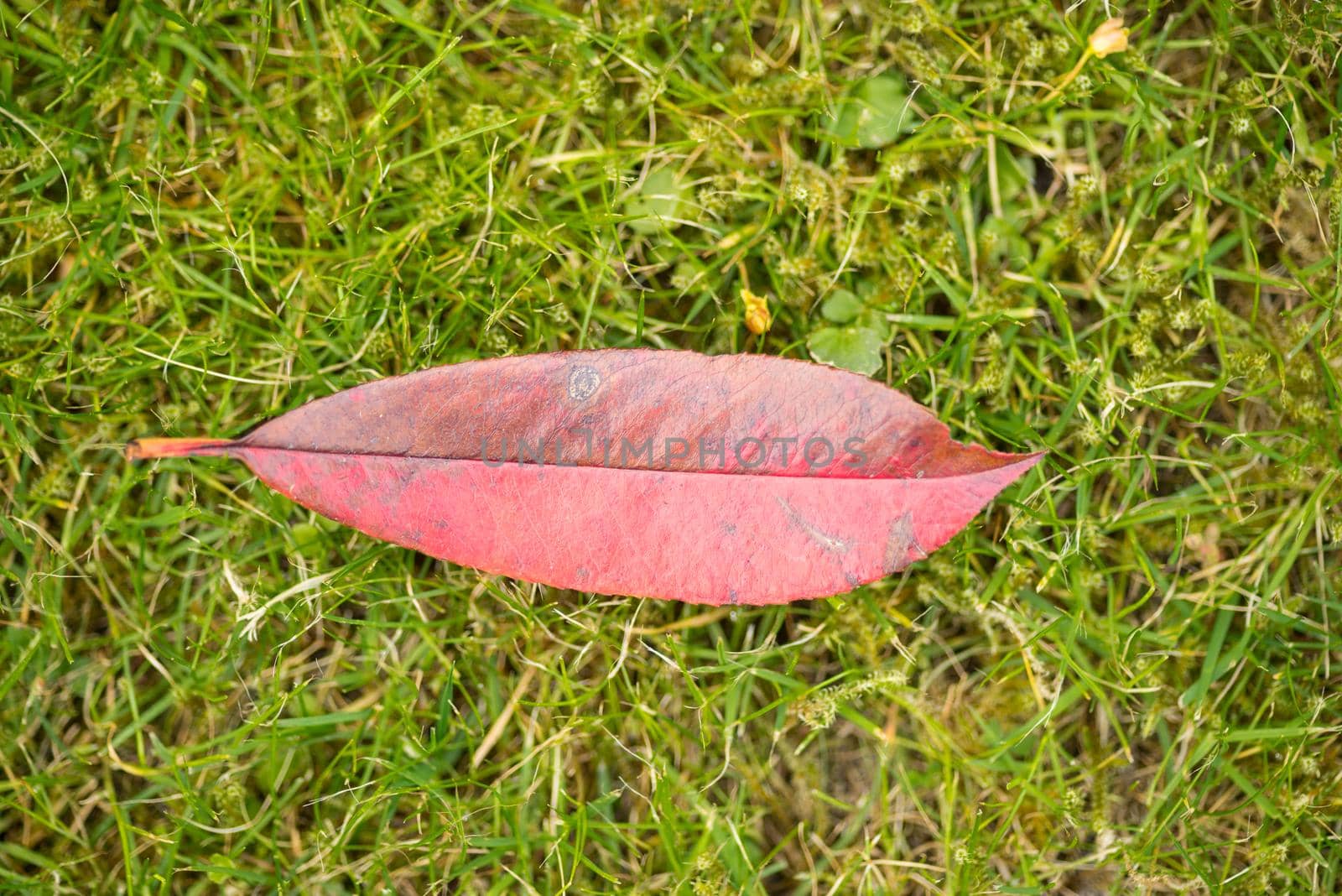 Close up of a red leaf on green grass seen from above