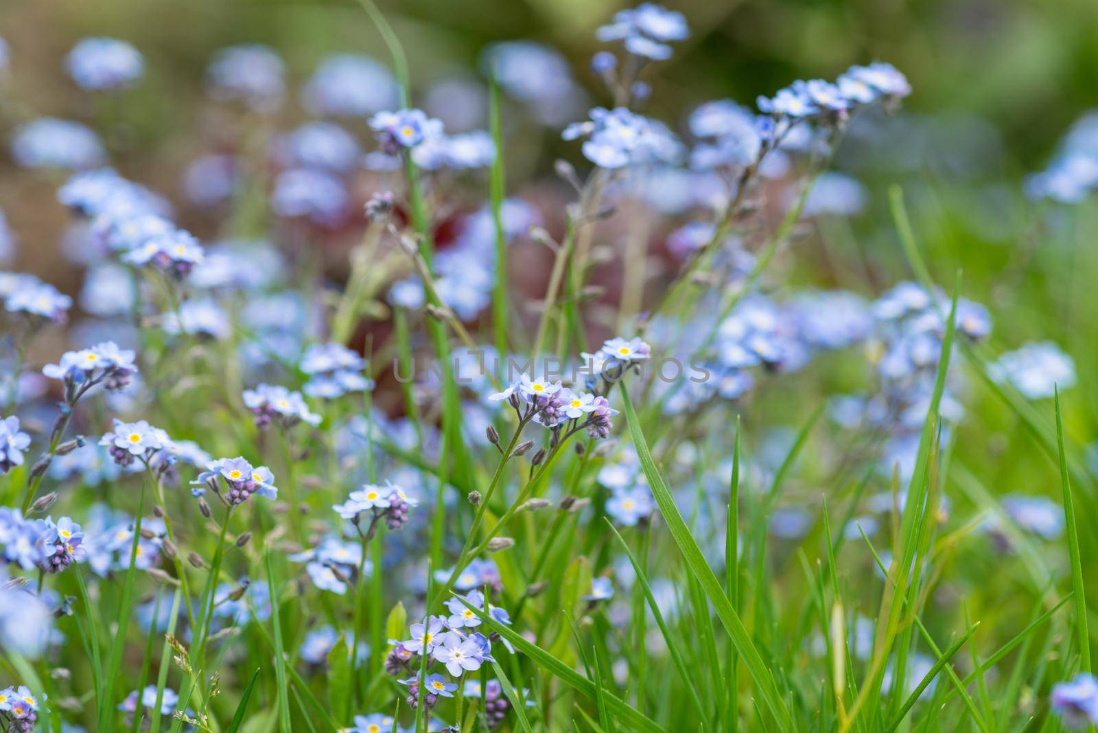 Close-up of blue and pink small forget-me-not flowers in the grass in a garden