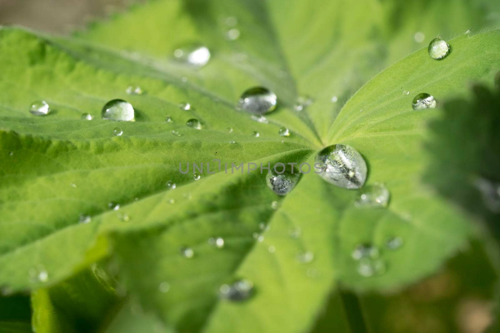 Drops of rain on the leaf of a Lady's mantle Achamilla Mollis with sunlight