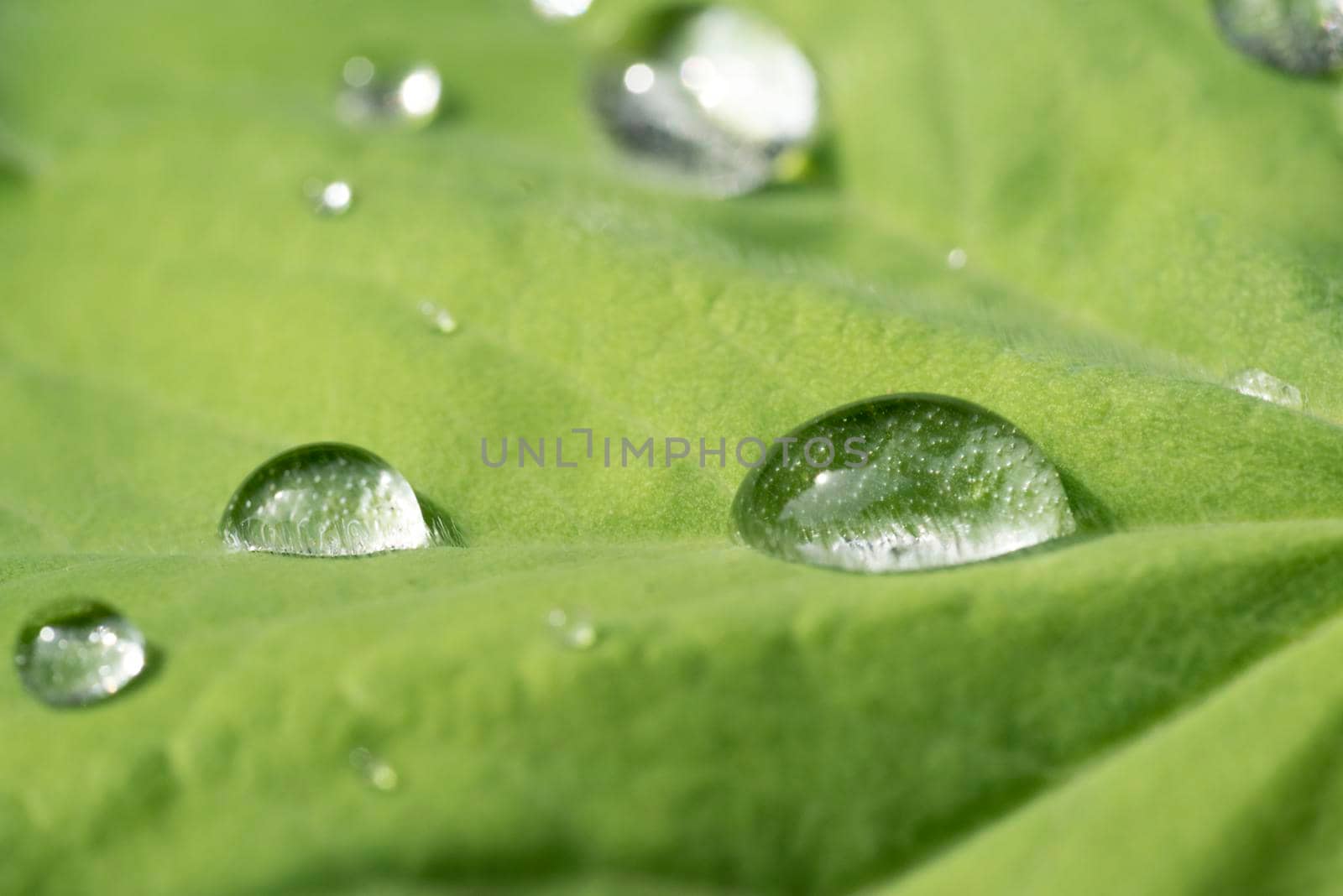 Drops of rain on the leaf of a Lady's mantle Achamilla Mollis with sunlight by LeoniekvanderVliet