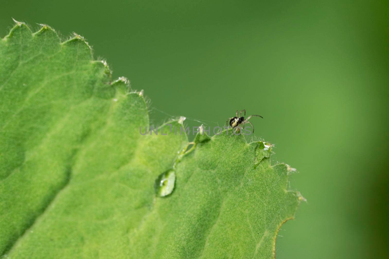 Drop of rain on the leaf of a Lady's mantle Achamilla Mollis with a little spider by LeoniekvanderVliet