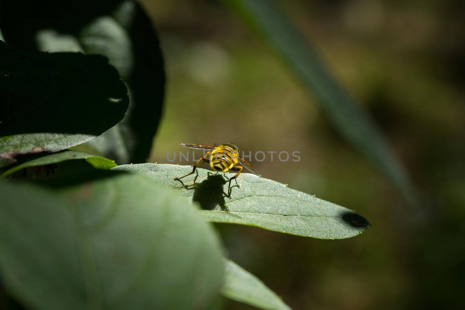 Close-up of a yellow and black hover fly sitting on a leaf with selective focus by LeoniekvanderVliet