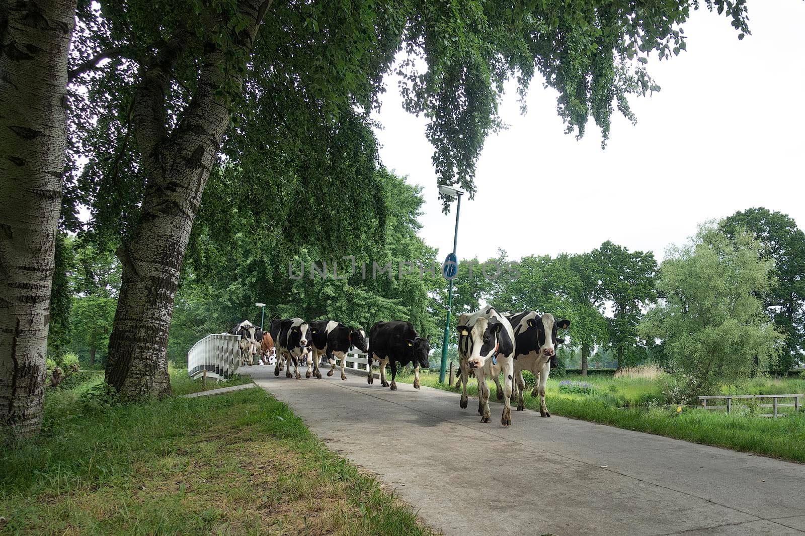 A herd of black and white cows crossing a bridge on the way to a fresh meadow