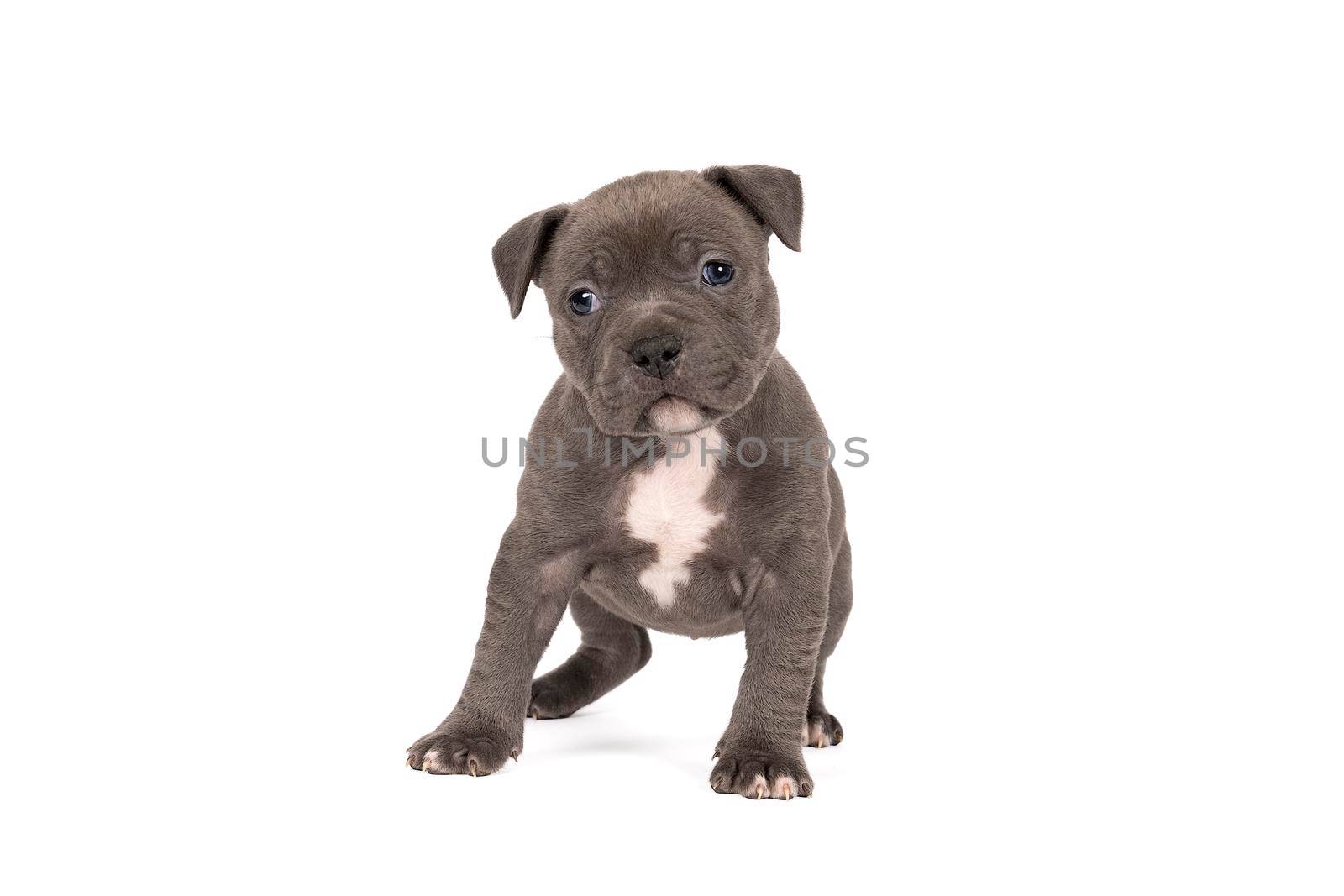 Purebred American Bully or Bulldog pup with blue and white fur standing looking at the camera isolated on a white background by LeoniekvanderVliet