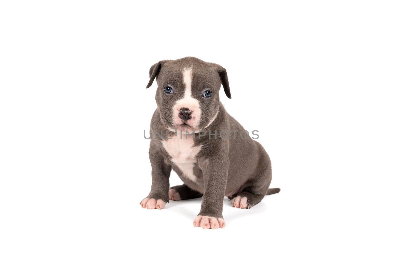 A purebred American Bully or Bulldog pup with blue and white fur sitting looking at the camera isolated on a white background