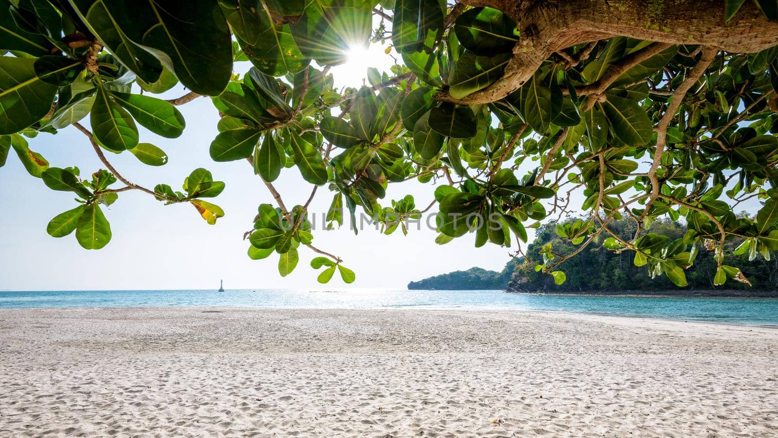 Beautiful nature landscape beach and sea under the sunlight in summer, tree with large green leaves of the Terminalia catappa at Koh Tarutao, Tarutao National Park, Satun, Thailand