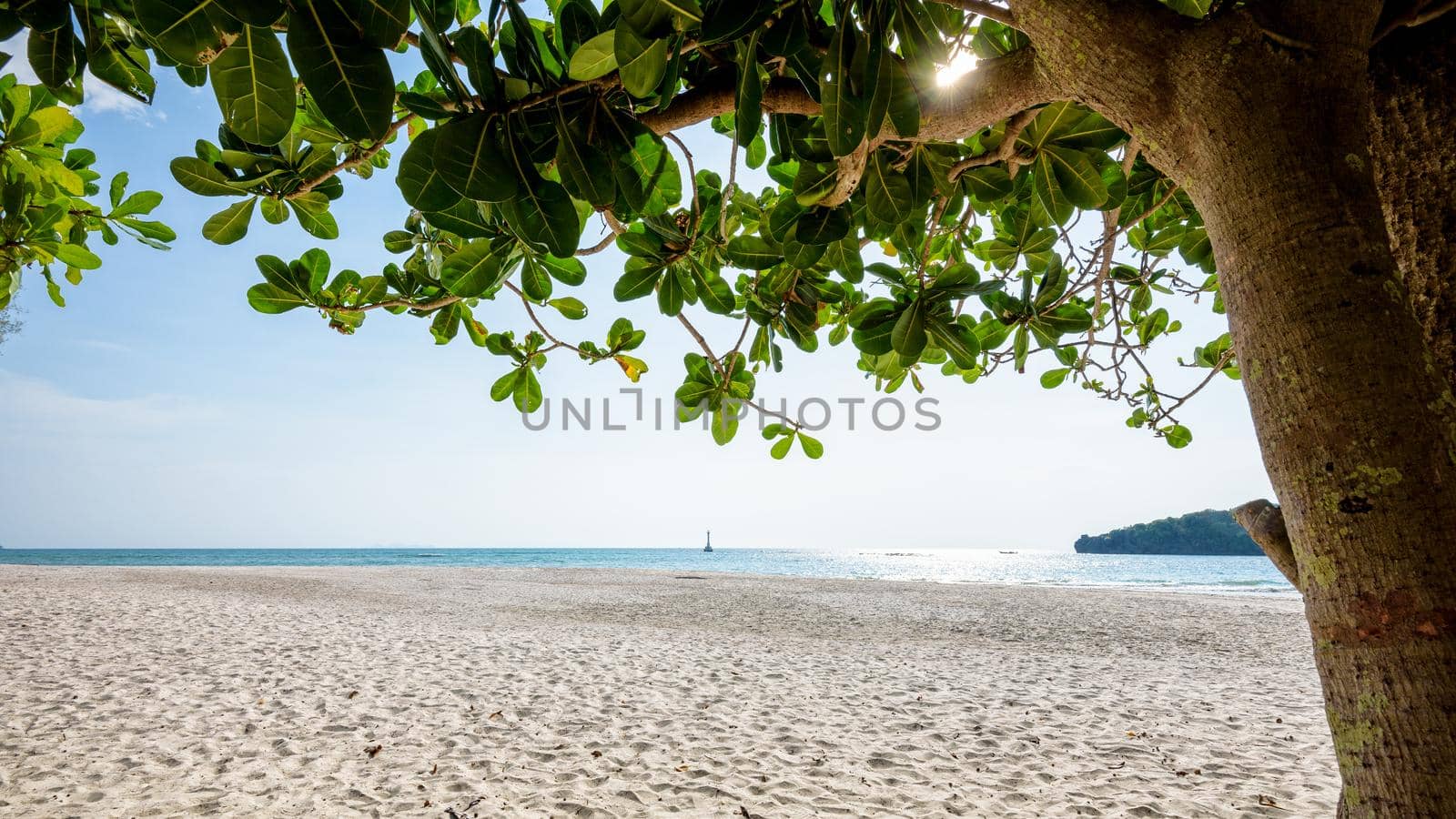 Beautiful nature landscape beach and sea under the sunlight in summer, tree with large green leaves of the Terminalia catappa at Koh Tarutao, Tarutao National Park, Satun, Thailand
