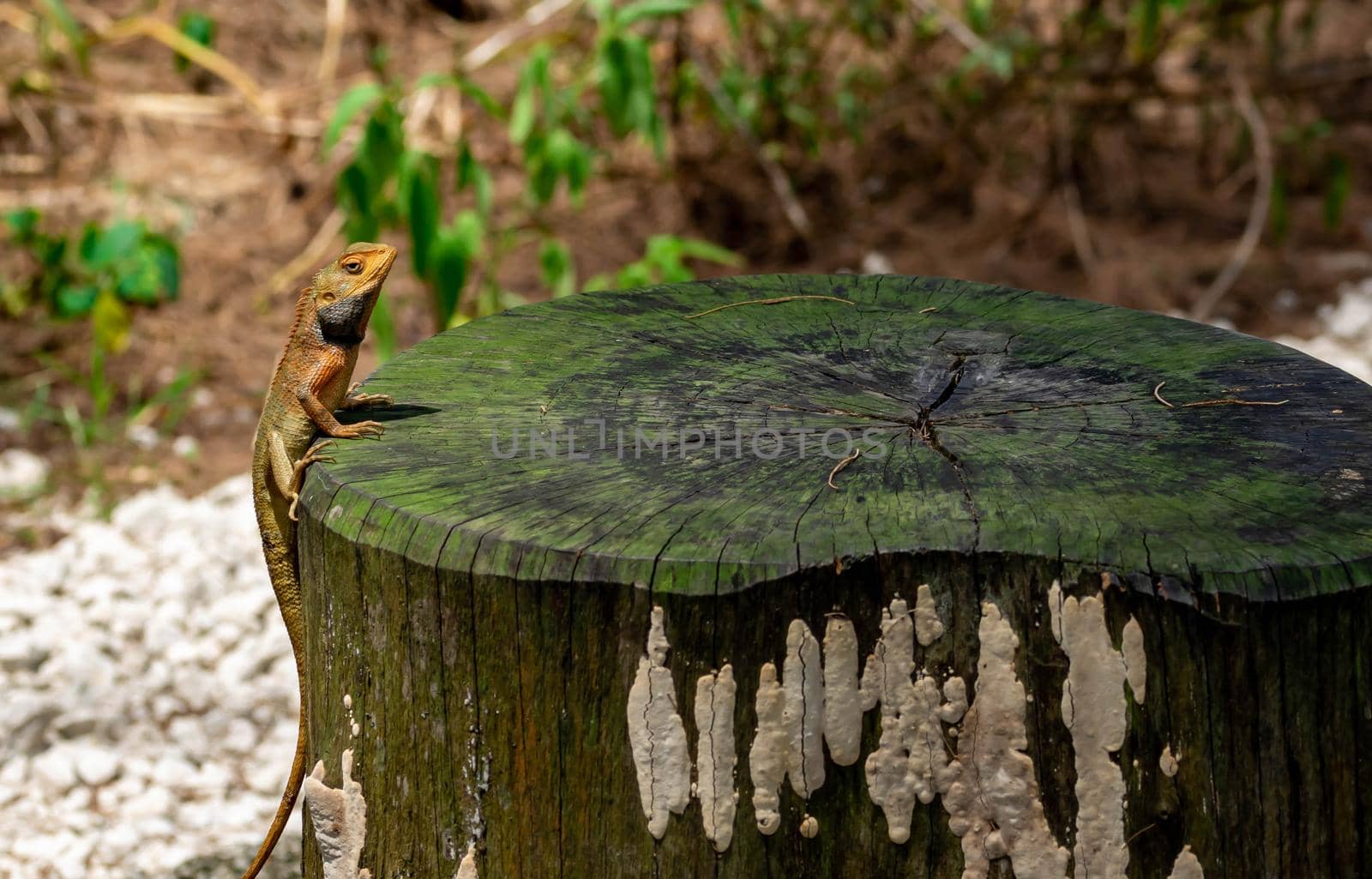 macro shot close up shot of chameleon on a tree trunk. Super focus shot of chameleon while changing its color