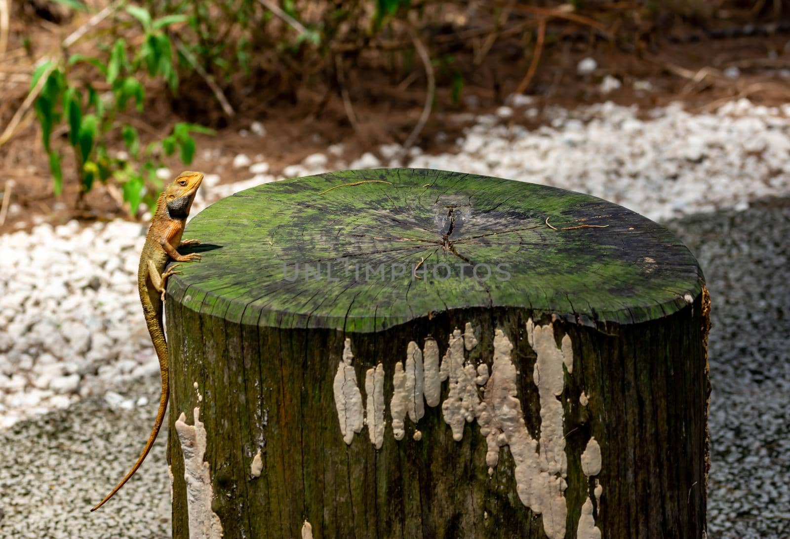 macro shot close up shot of chameleon on a tree trunk. Super focus shot of chameleon while changing its color