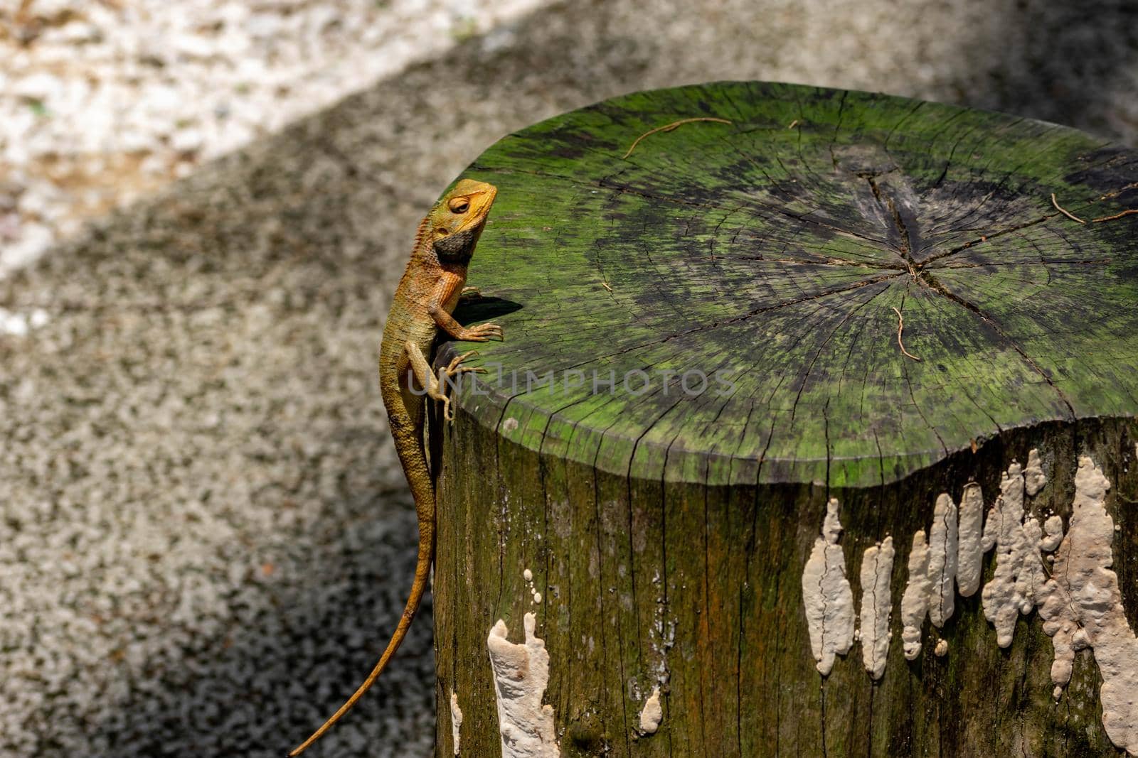 macro shot close up shot of chameleon on a tree trunk. Super focus shot of chameleon while changing its color