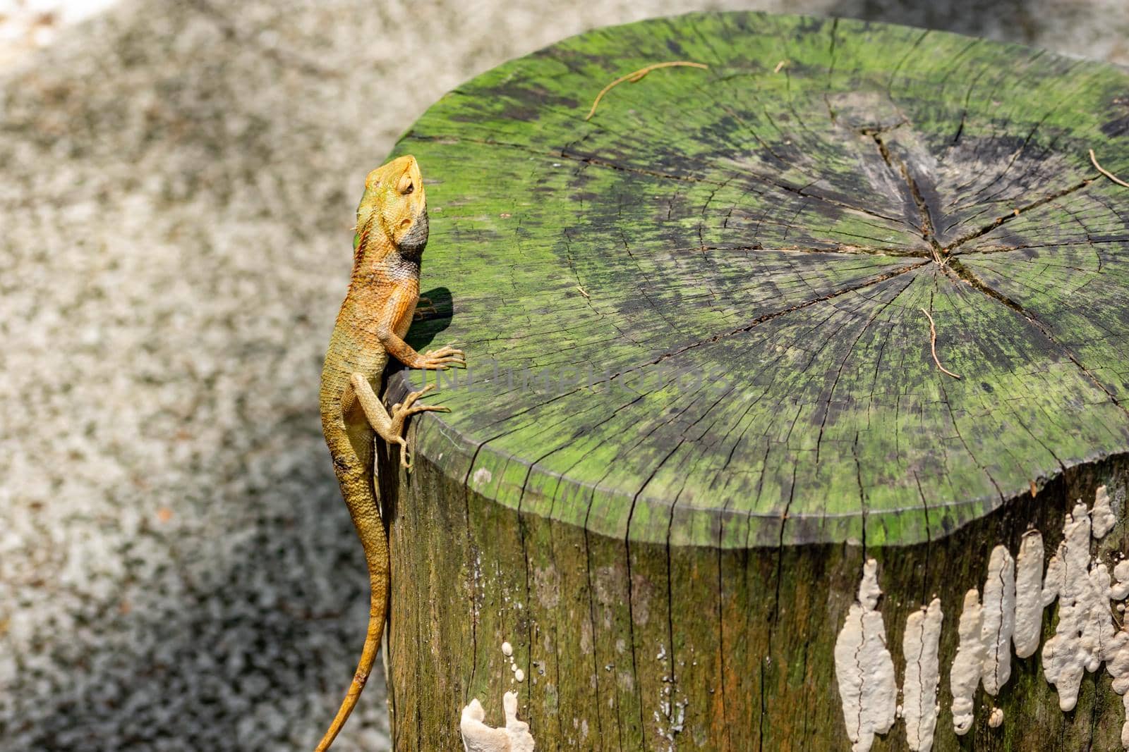 macro shot close up shot of chameleon on a tree trunk. Super focus shot of chameleon while changing its color
