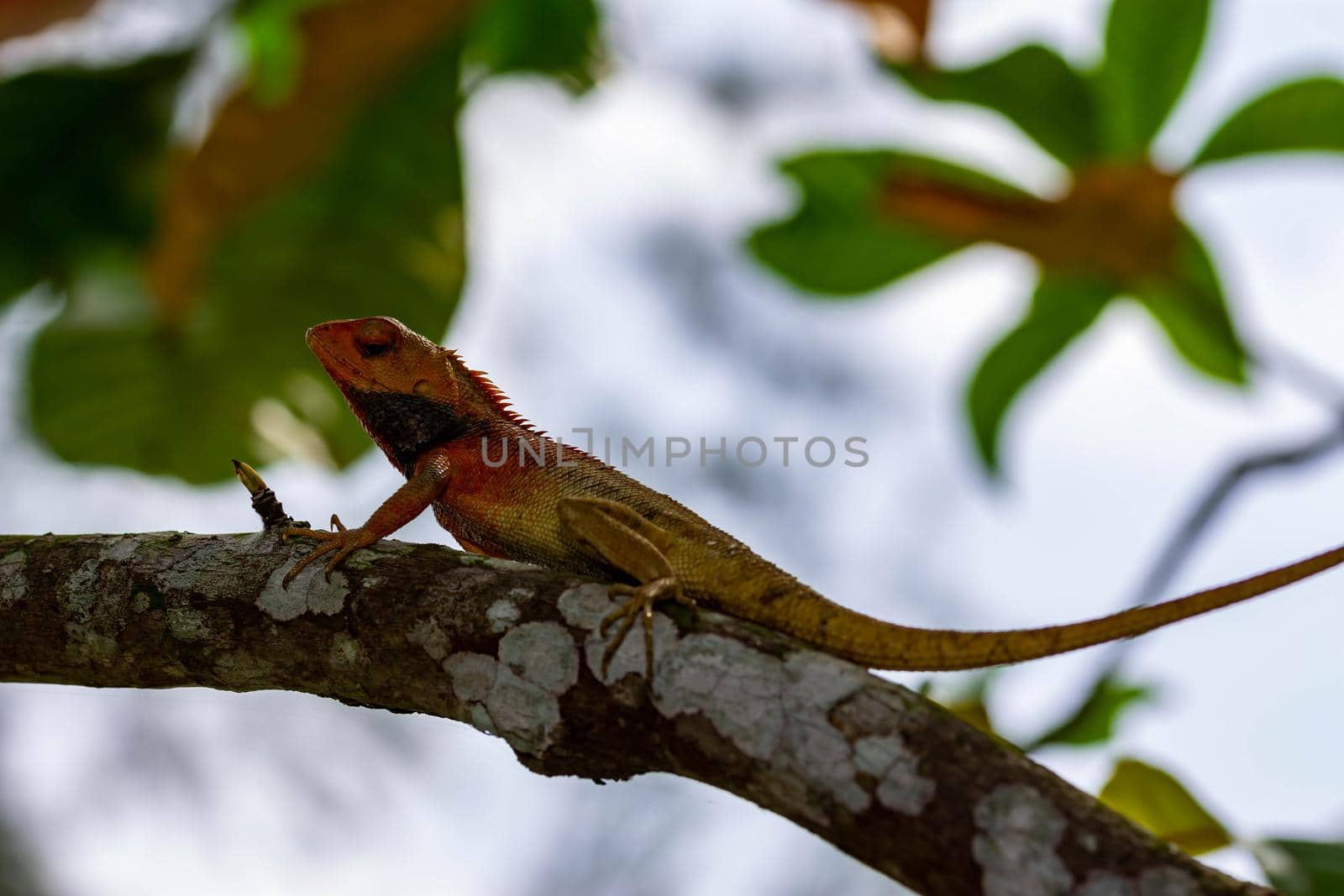 macro shot close up shot of chameleon on a tree. Super focus shot of chameleon while changing its color with green leaves background bokeh