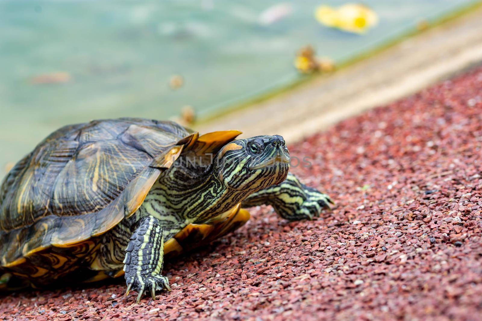 Macro shot close up focus shot of a turtle on a pond. Macro shot of turtle while walking on a brown pebbles in a pond