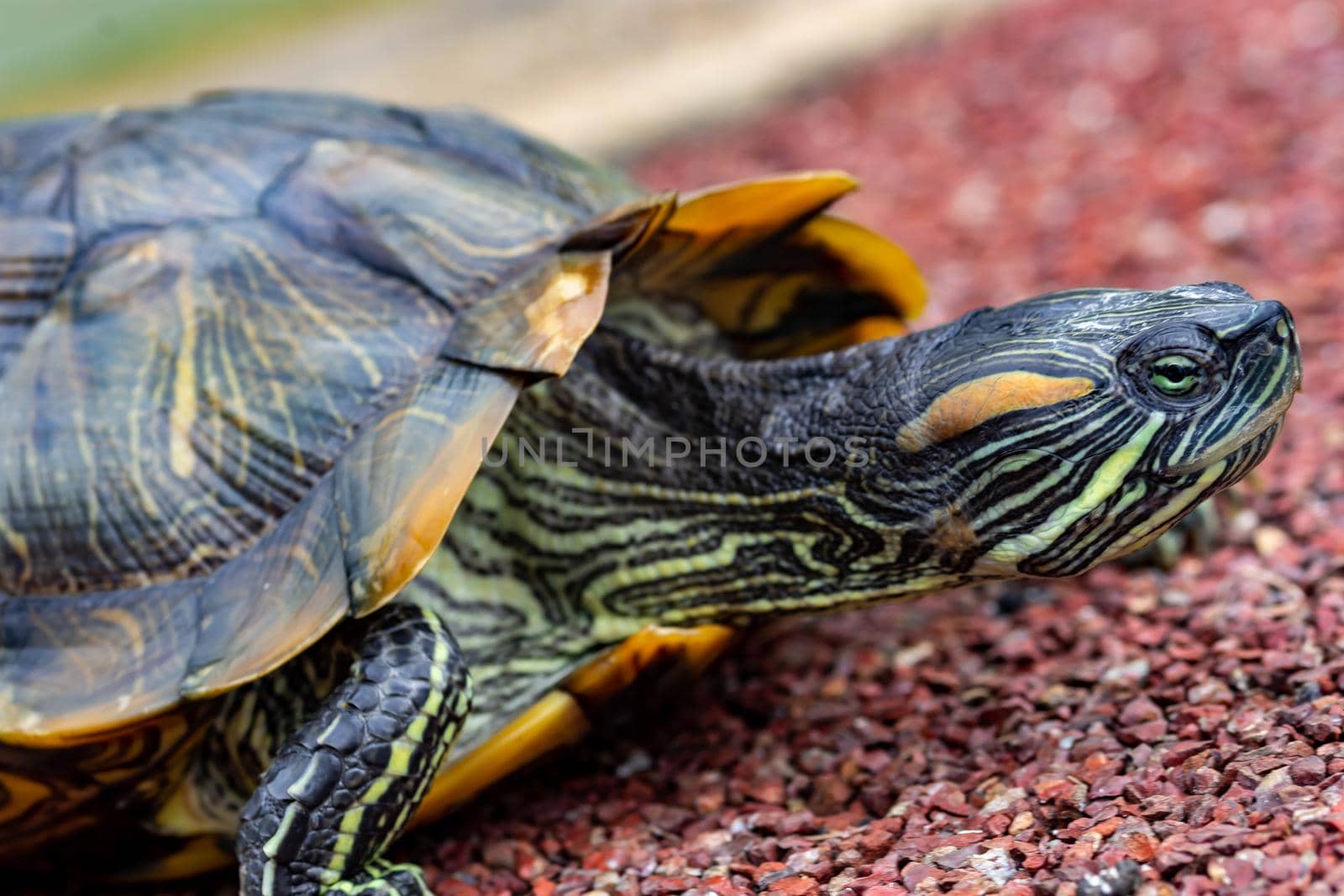 Macro shot close up focus shot of a turtle on a pond. Macro shot of turtle while walking on a brown pebbles in a pond