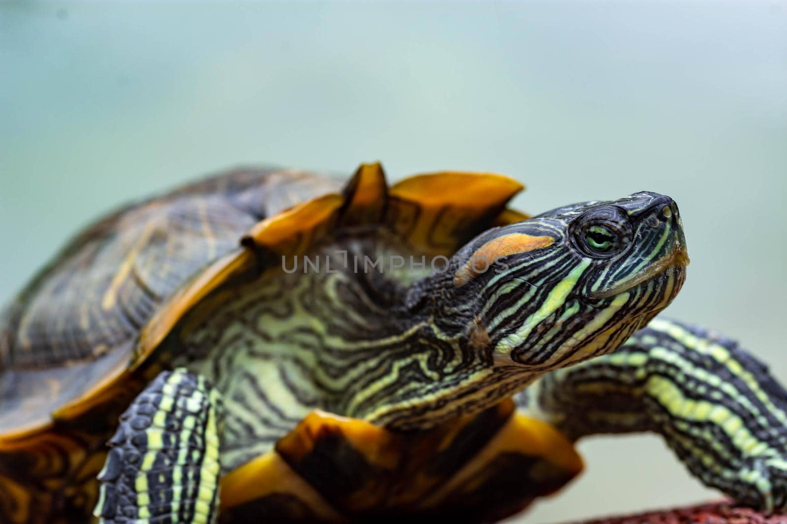 Macro shot close up focus shot of a turtle on a pond. Macro shot of turtle while walking on a brown pebbles in a pond