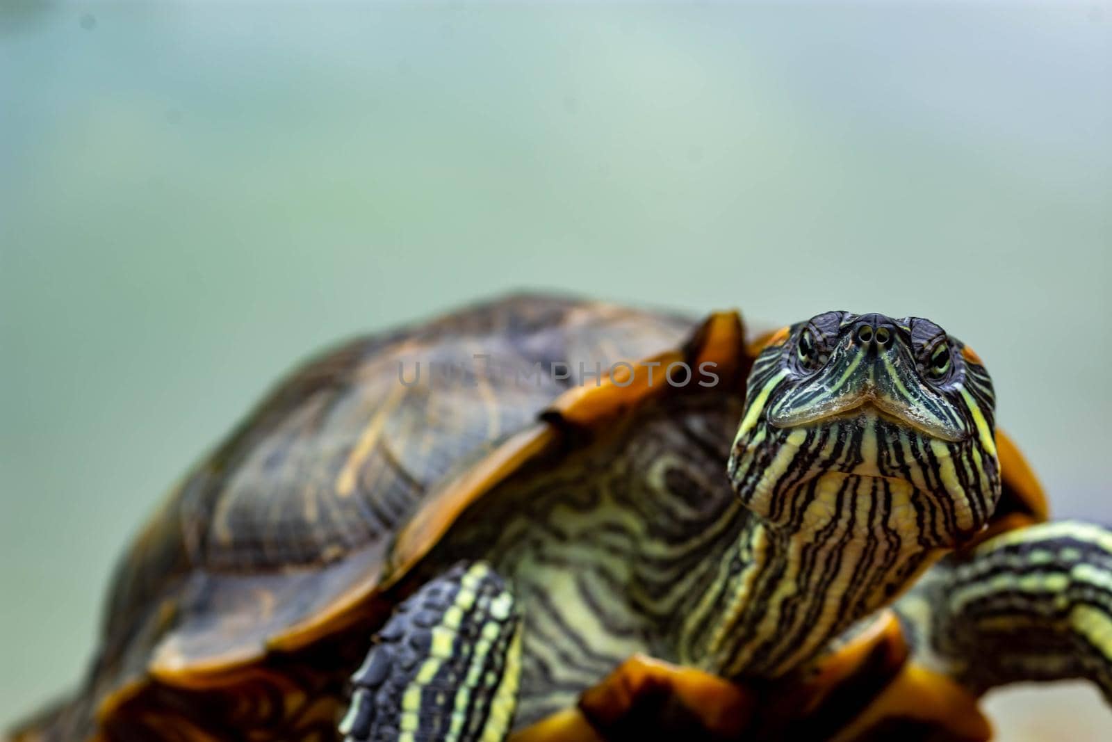 Macro shot close up focus shot of a turtle on a pond. Macro shot of turtle while walking on a brown pebbles in a pond